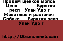 Продам щенков мопса › Цена ­ 23 000 - Бурятия респ., Улан-Удэ г. Животные и растения » Собаки   . Бурятия респ.,Улан-Удэ г.